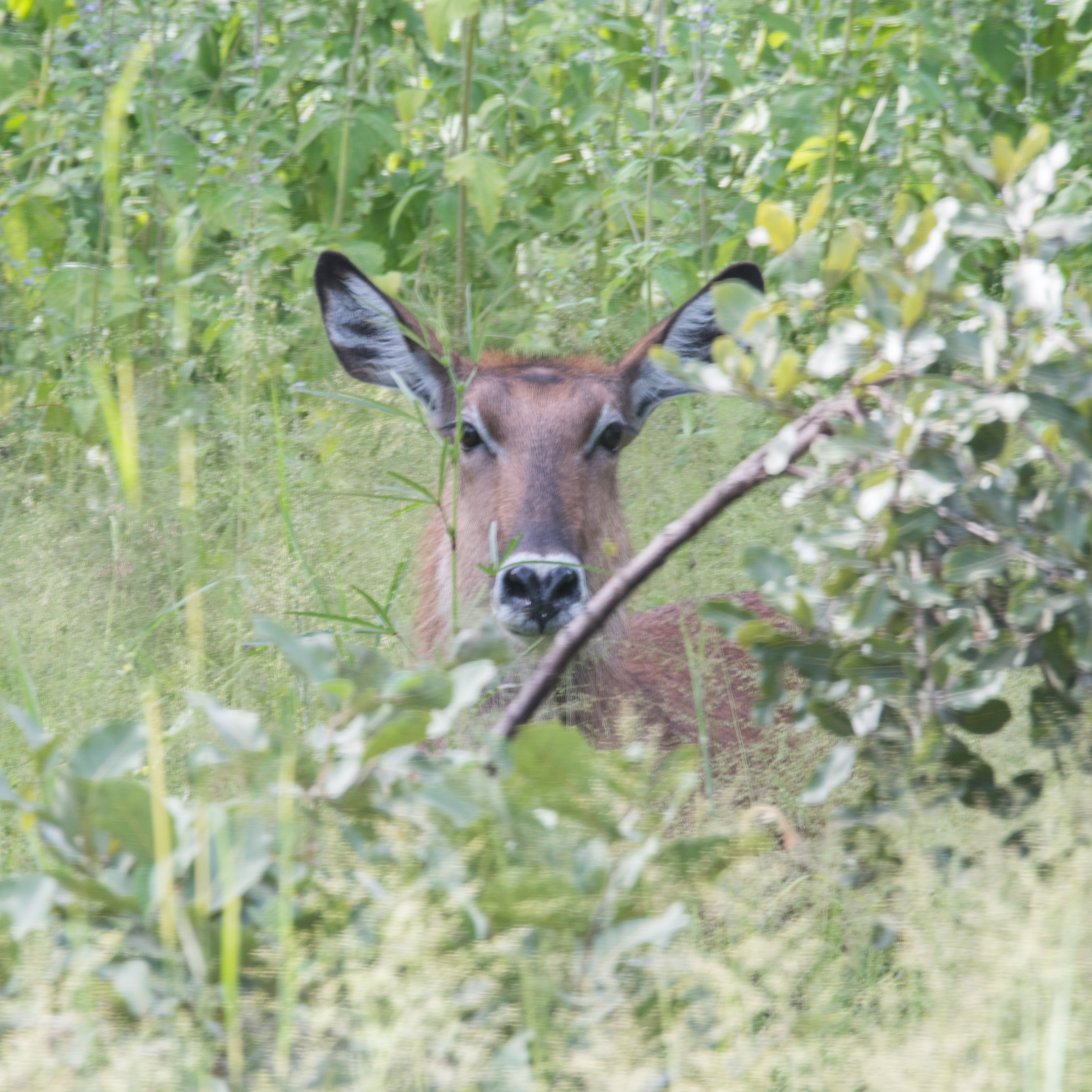 Cobe Defassa ( Defassa Waterbuck, Kobus ellipsiprymnus defassa) femelle adulte nous observant à travers la végétation, Réserve de Fathala,  Sénégal.